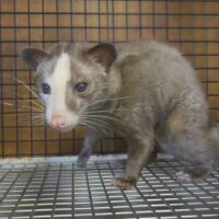 パームシベット（モザイク）オッドアイ　オス　約２歳
