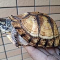 【新品未使用】daum ウミガメ ミズガメ アーカイブ - アクアスペース