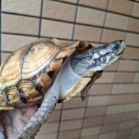 イエローガルフコーストハコガメ（甲長約10,12cm）ペア