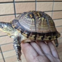 ミツユビハコガメ（甲長約12cm）メス