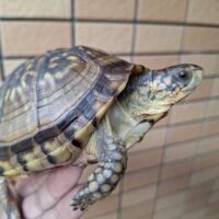 ミツユビハコガメ（甲長約12cm）メス
