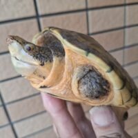 サルヴィンオオニオイガメ（甲長約13,5cm）CB　オス
