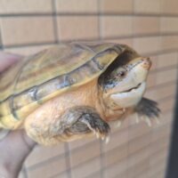 サルヴィンオオニオイガメ（甲長約13,5cm）CB　オス