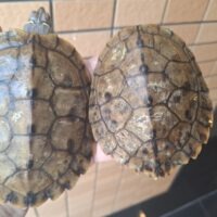 フトマユチズガメ（甲長約11～12cm）