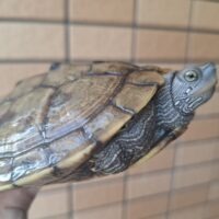 フトマユチズガメ（甲長約11～12cm）