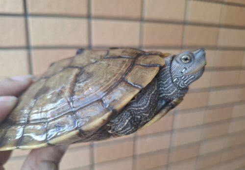 フトマユチズガメ（甲長約11～12cm） - 画像 (2)