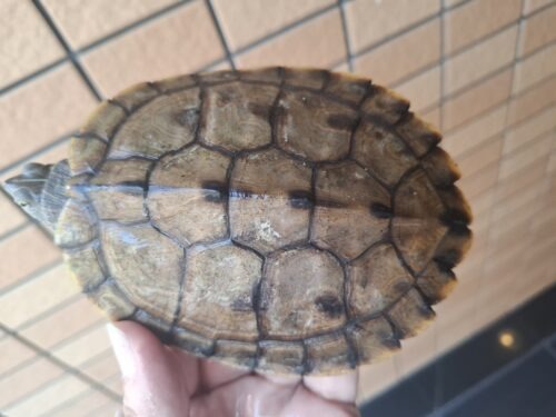フトマユチズガメ（甲長約11～12cm） - 画像 (5)