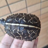 フロリダハコガメ（25CB）5,5cm 個体C