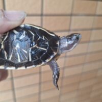 フロリダハコガメ（25CB）5,5cm 個体C