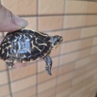 フロリダハコガメ（25CB）4,5cm 個体B