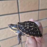 フロリダハコガメ（25CB）4,5cm 個体B