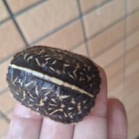 フロリダハコガメ（25CB）4,5cm 個体A