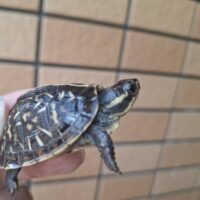 フロリダハコガメ（25CB）4,5cm 個体A