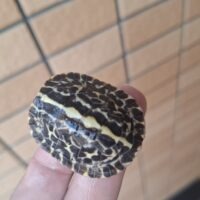 フロリダハコガメ（25CB）4cm 個体D