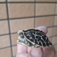 フロリダハコガメ（25CB）4cm 個体D