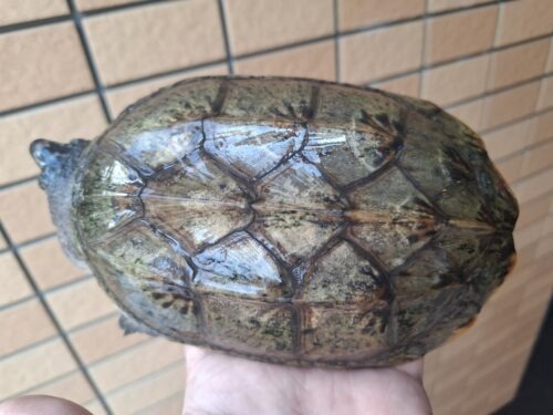 ジャイアントマスクタートル（甲長約15cm）オス - 画像 (5)