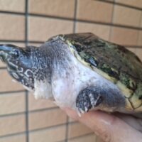 ジャイアントマスクタートル（甲長約15cm）オス
