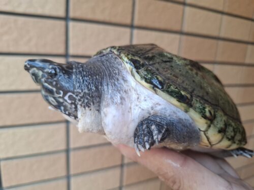 ジャイアントマスクタートル（甲長約15cm）オス - 画像 (2)