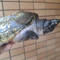 ジャイアントマスクタートル（甲長約15cm）オス