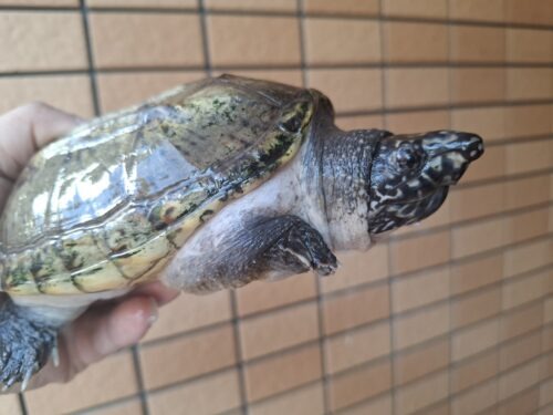ジャイアントマスクタートル（甲長約15cm）オス