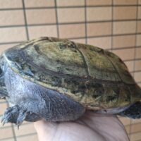 ジャイアントマスクタートル（甲長約21cm）メス