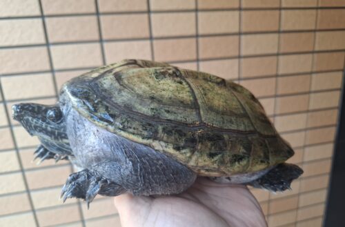 ジャイアントマスクタートル（甲長約21cm）メス - 画像 (2)