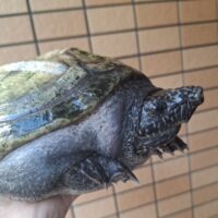ジャイアントマスクタートル（甲長約21cm）メス