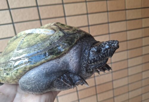 ジャイアントマスクタートル（甲長約21cm）メス