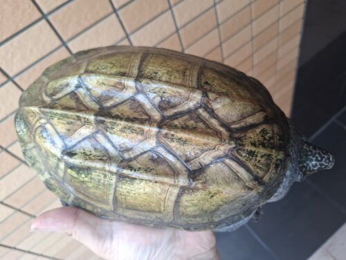 ジャイアントマスクタートル（甲長約21cm）メス - 画像 (5)