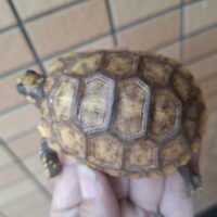 キアシガメ（甲長約7,5cm）
