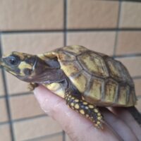 キアシガメ（甲長約7,5cm）