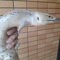 キタアオジタトカゲ（約55cm）