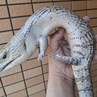 キタアオジタトカゲ（約55cm）