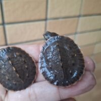 サウスイリアンカブトガメ（25CB）