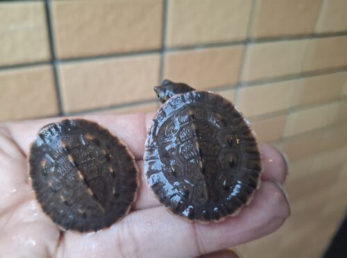 サウスイリアンカブトガメ（25CB）