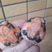 サウスイリアンカブトガメ（25CB）