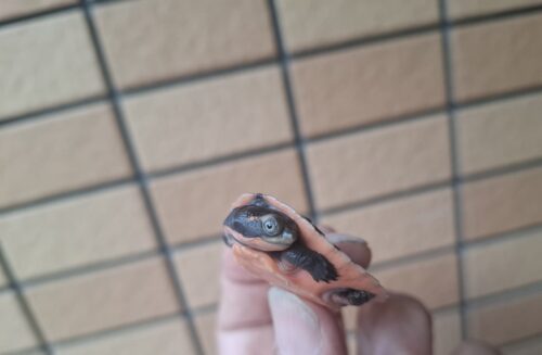 サウスイリアンカブトガメ（25CB） - 画像 (8)