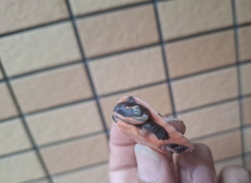 サウスイリアンカブトガメ（25CB） - 画像 (9)