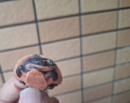 サウスイリアンカブトガメ（25CB） - 画像 (7)