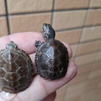 サラドロガメ（25CB）