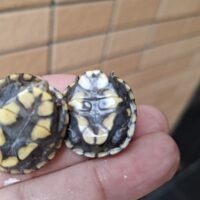 サラドロガメ（25CB）