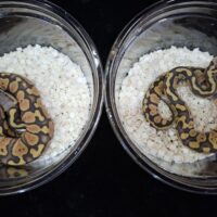 ボールパイソン（パステルゴーストposs het パズル）25CB オス