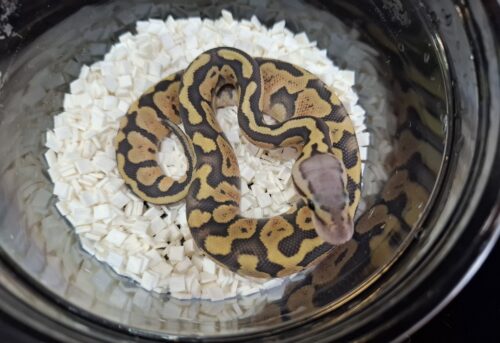 ボールパイソン（パステルゴーストposs het パズル）25CB オス - 画像 (3)