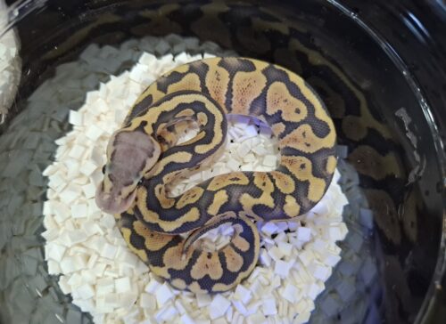 ボールパイソン（パステルゴーストposs het パズル）25CB オス - 画像 (2)