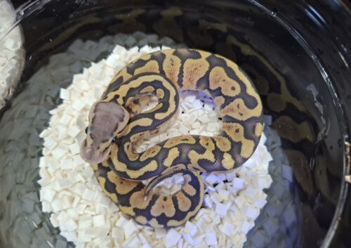 ボールパイソン（パステルゴーストposs het パズル）25CB オス - 画像 (4)