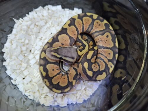 ボールパイソン（パステルゴーストposs het パズル）25CB オス - 画像 (5)