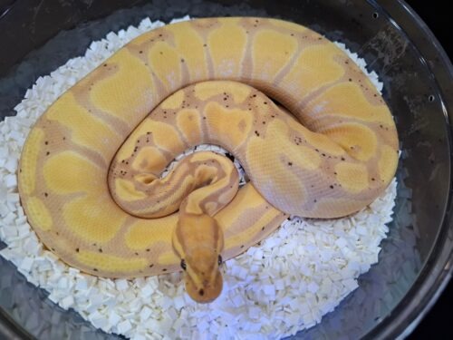 ボールパイソン（バナナエンチ）約850g メス - 画像 (5)