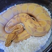 ボールパイソン（バナナエンチ）約850g メス