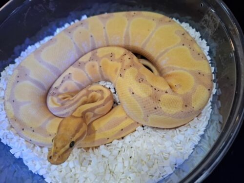 ボールパイソン（バナナエンチ）約850g メス - 画像 (2)