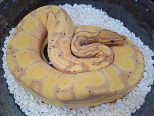 ボールパイソン（バナナエンチ）約850g メス - 画像 (6)